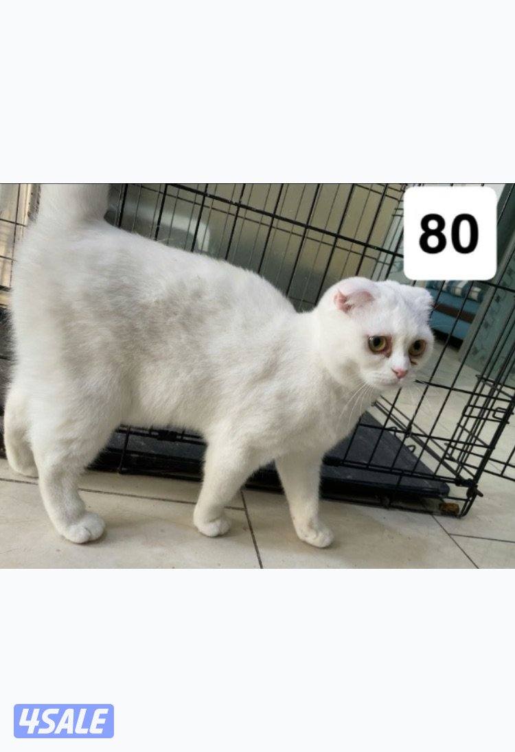 قط للبيع. ذكر و انثى2