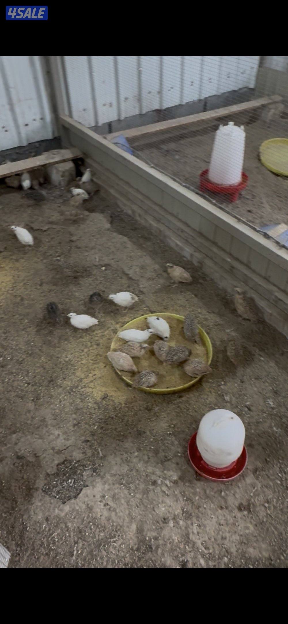 للبيع فري مو مطعم0