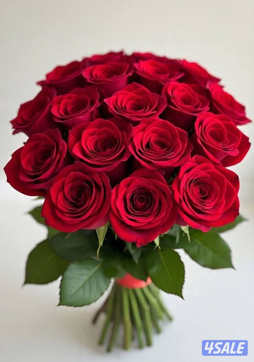 معلم انجليزي0