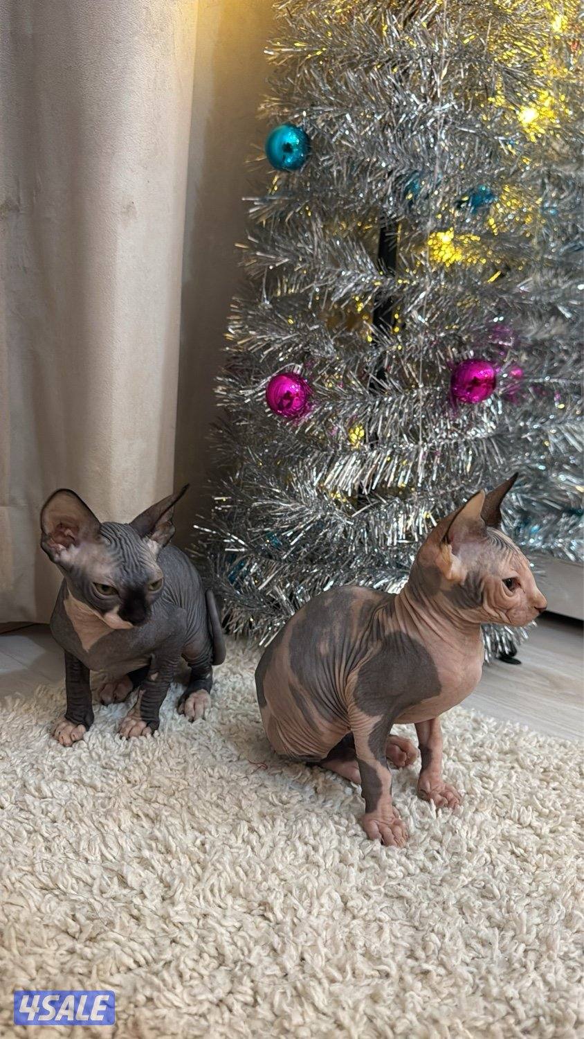 قطط سفنكس-Sphynx Cats0