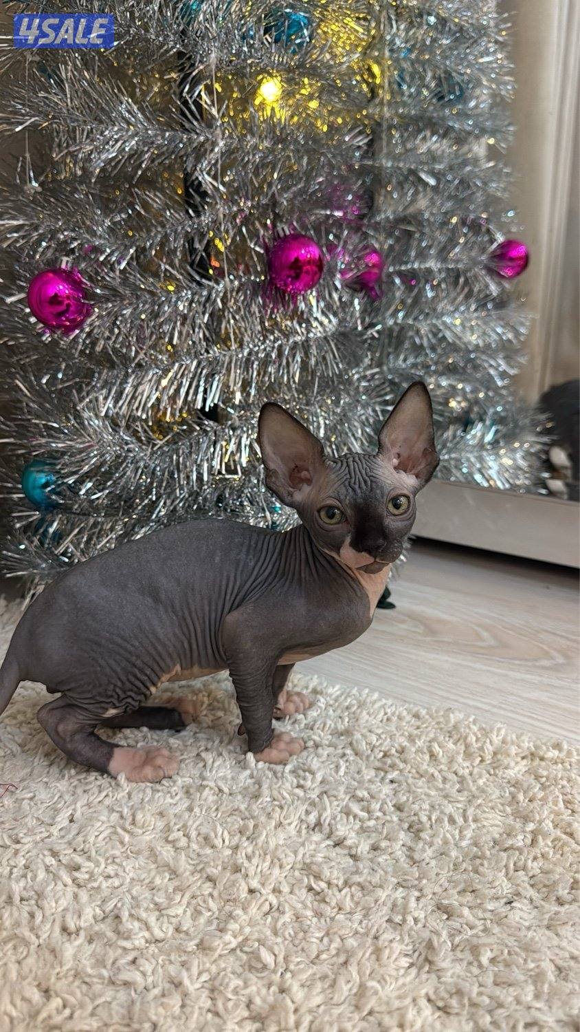 قطط سفنكس-Sphynx Cats3