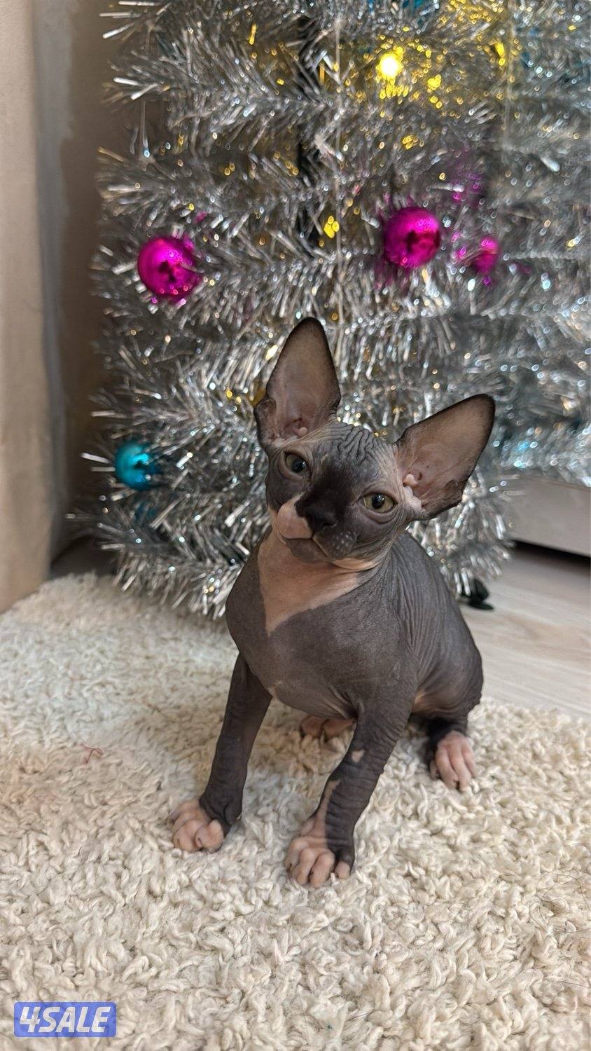 قطط سفنكس-Sphynx Cats4