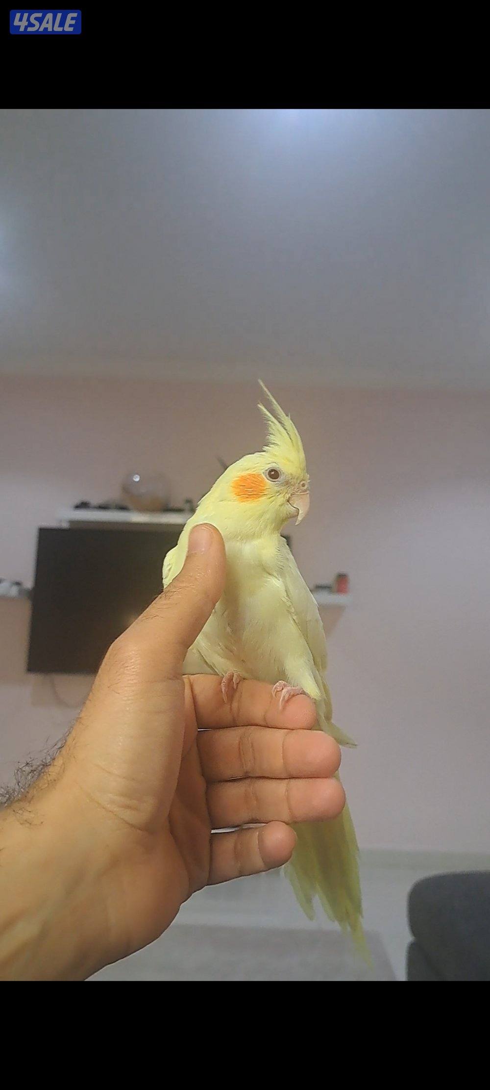 كروان لاتينو عيون حمره ربوه0