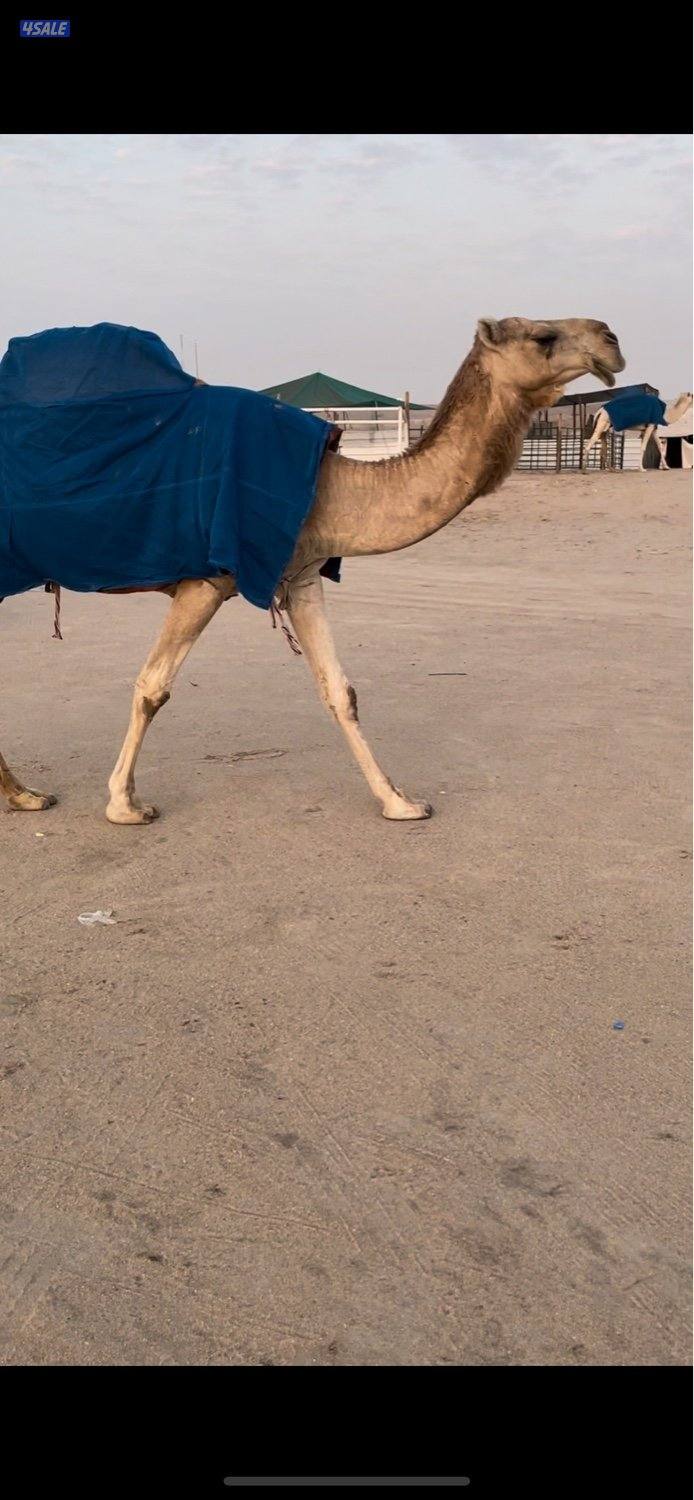 وضح 10 للبيع 4 القحات وخمس معشرات ورحول1