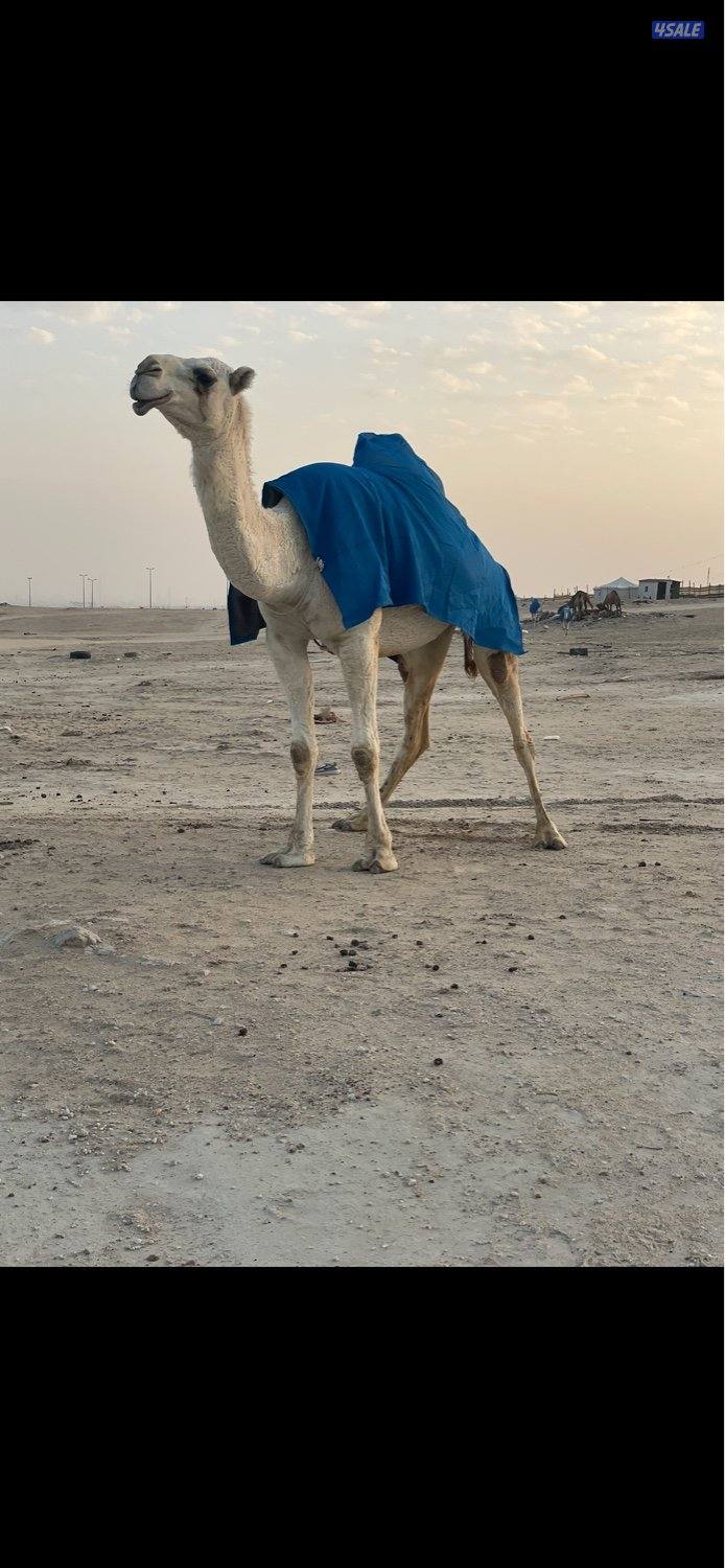 وضح 10 للبيع 4 القحات وخمس معشرات ورحول2