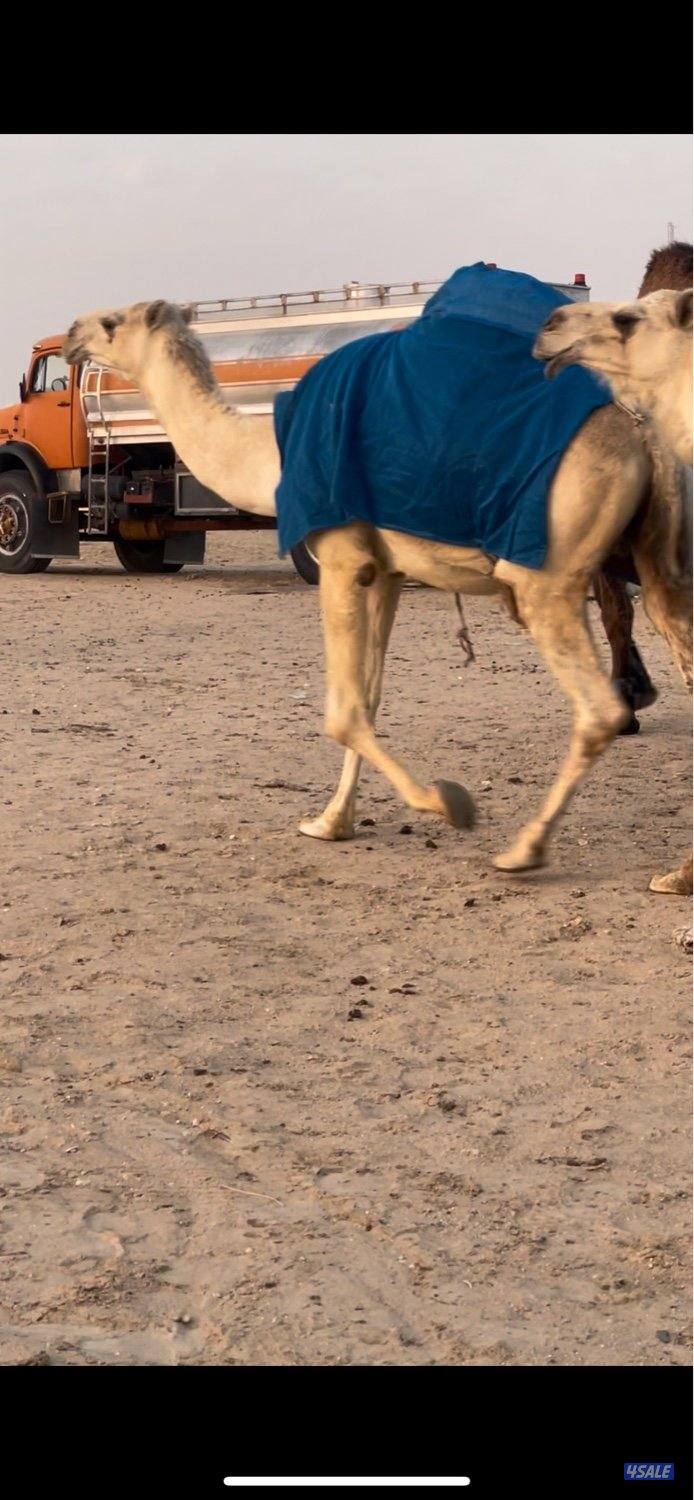 وضح 10 للبيع 4 القحات وخمس معشرات ورحول3