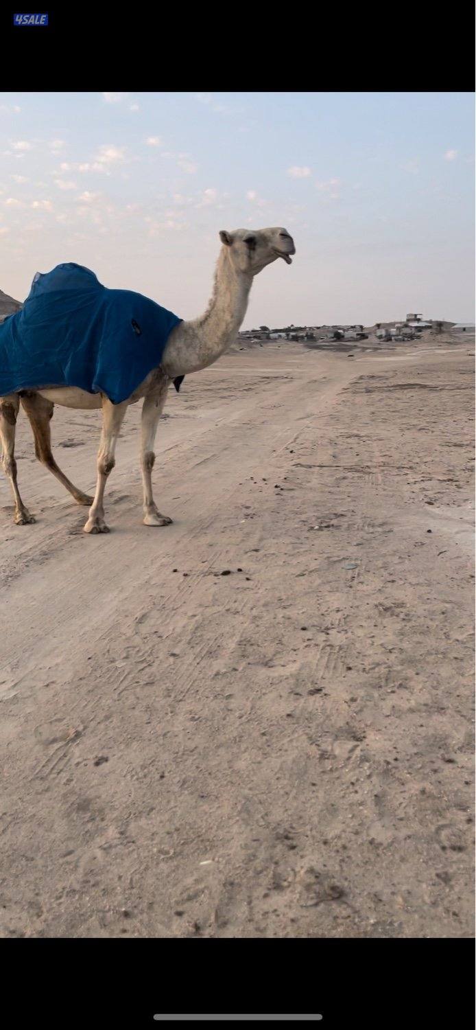 وضح 10 للبيع 4 القحات وخمس معشرات ورحول4