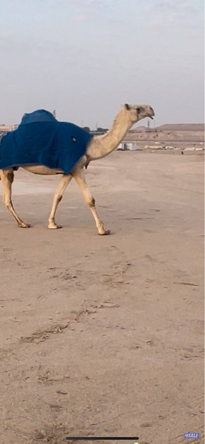 وضح 10 للبيع 4 القحات وخمس معشرات ورحول5