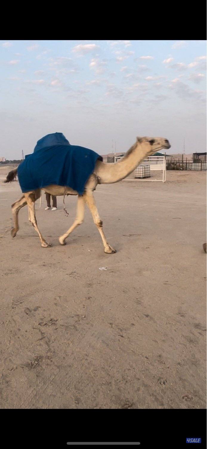 وضح 10 للبيع 4 القحات وخمس معشرات ورحول7