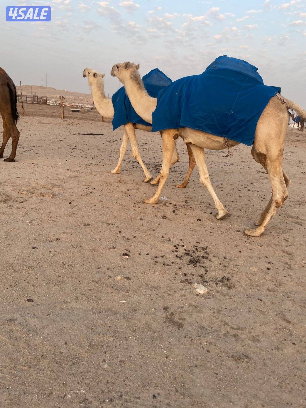 وضح 10 للبيع 4 القحات وخمس معشرات ورحول8