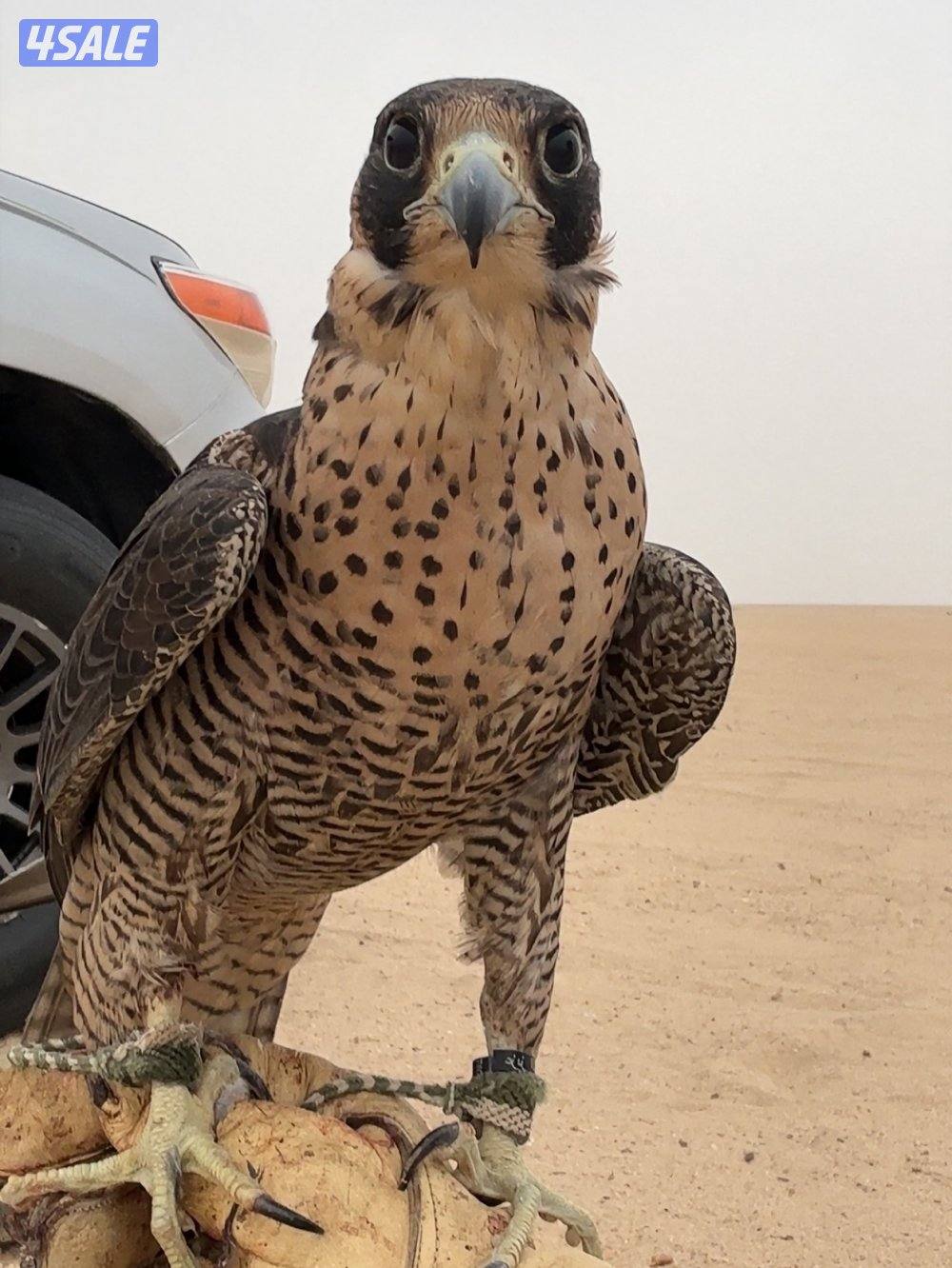 البيعه سريعه0