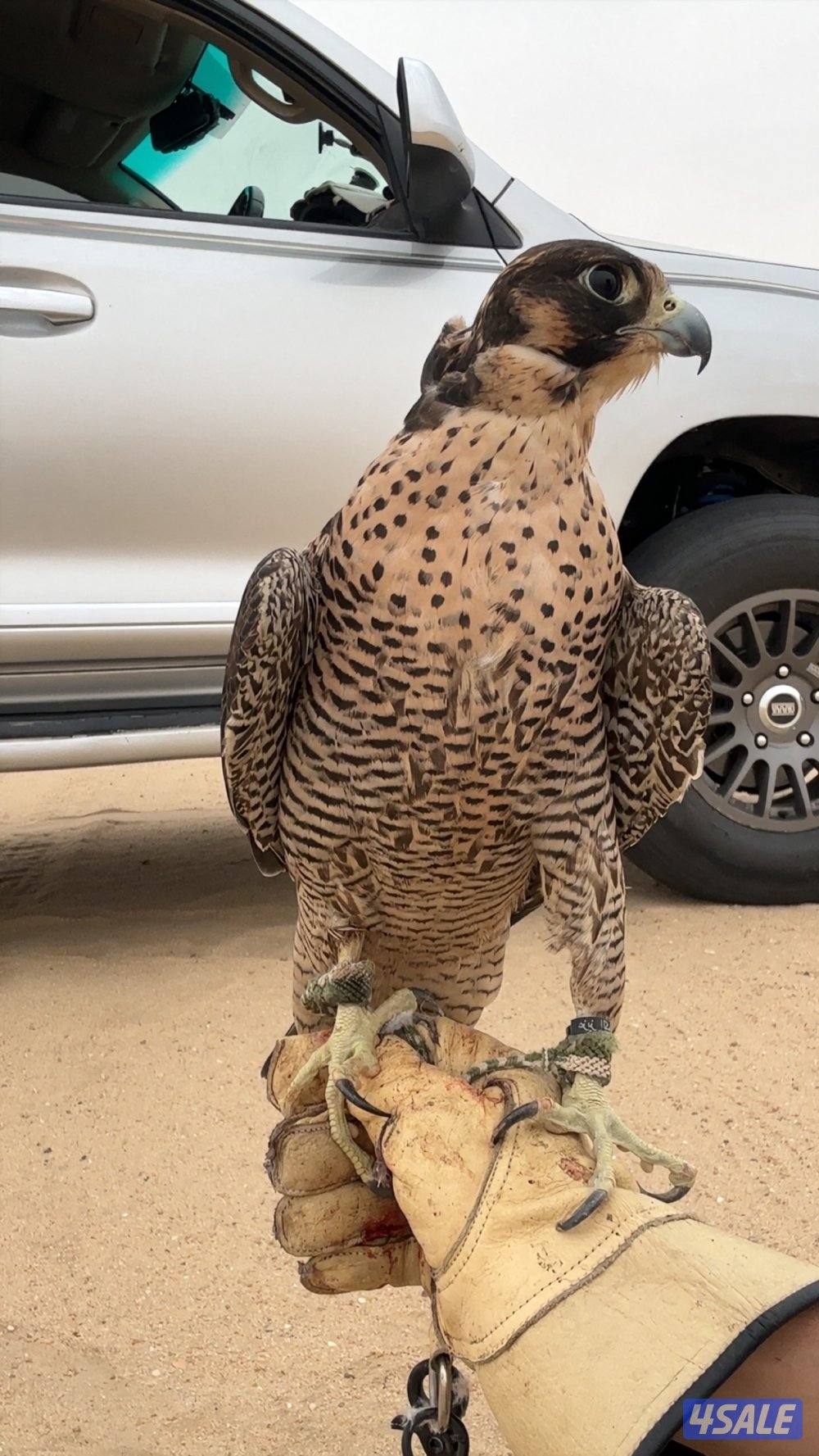 البيعه سريعه1