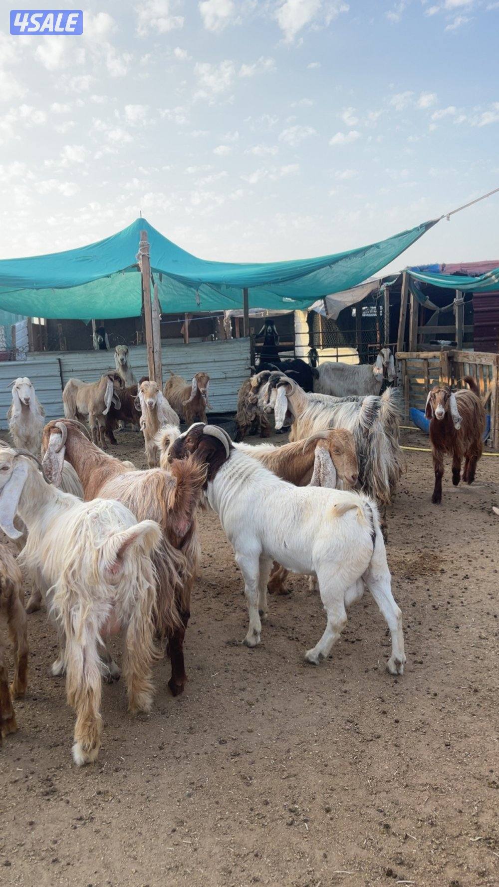 بور قوت فحل تيس1