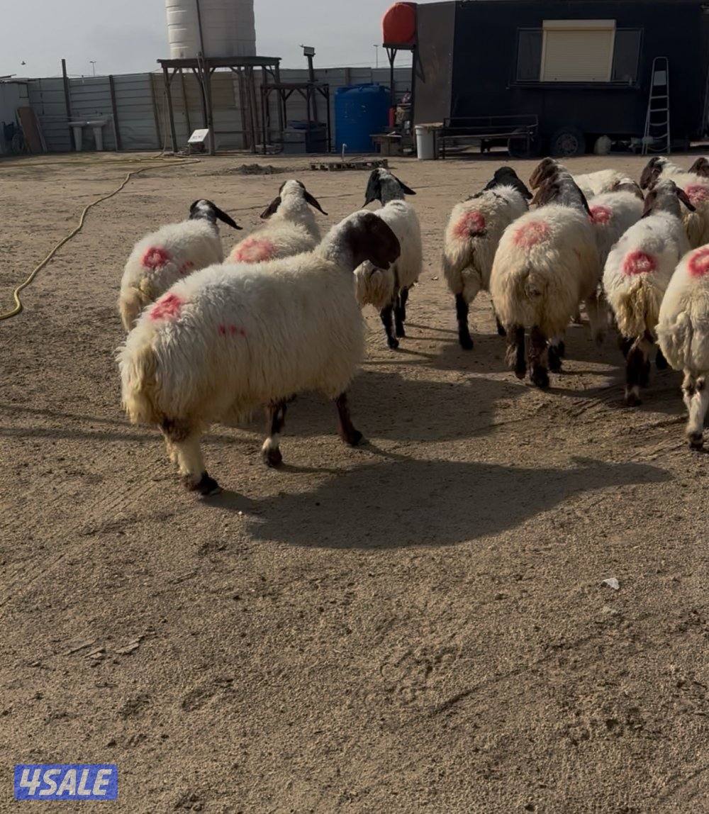 غنم نعيم ١٤ راس كلهم شرط سونار فيهم جذعه وفيهم رباع وفيهم سدس0