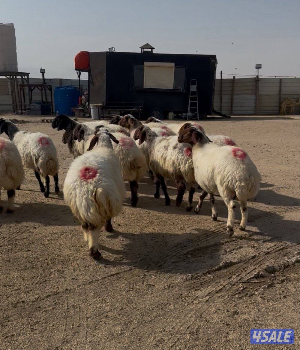 غنم نعيم ١٤ راس كلهم شرط سونار فيهم جذعه وفيهم رباع وفيهم سدس1