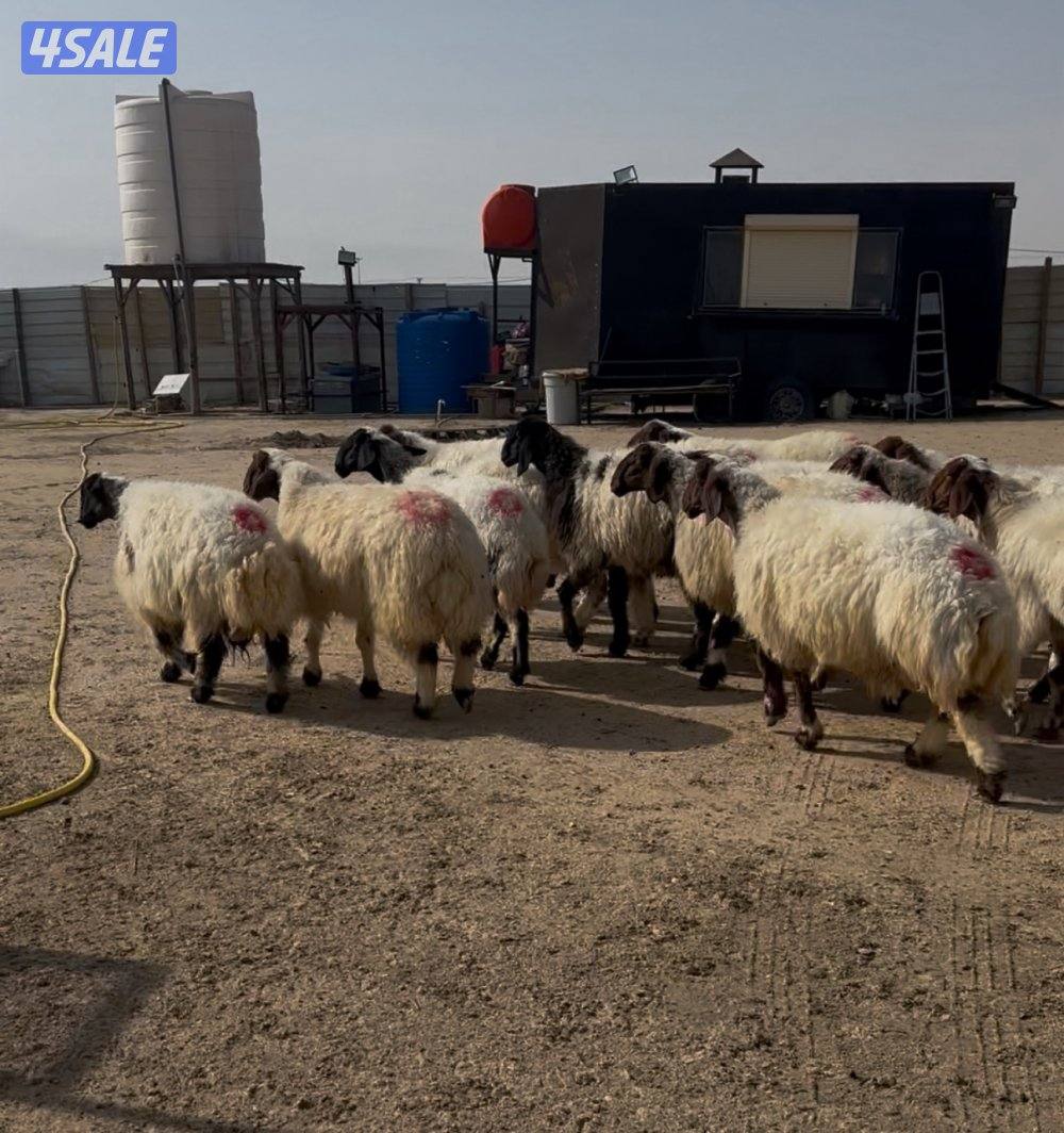 غنم نعيم ١٤ راس كلهم شرط سونار فيهم جذعه وفيهم رباع وفيهم سدس2