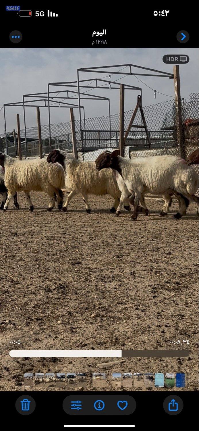 غنم نعيم ١٤ راس كلهم شرط سونار فيهم جذعه وفيهم رباع وفيهم سدس3