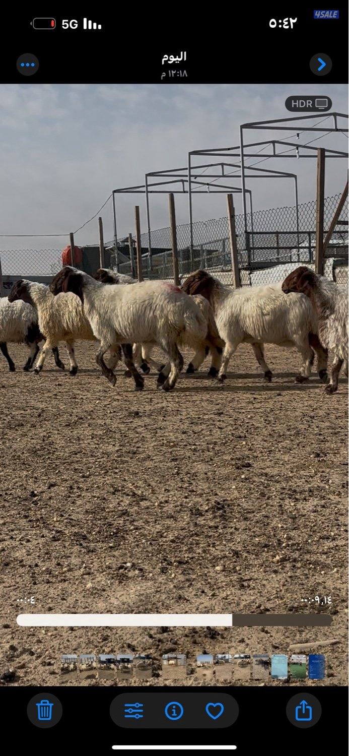 غنم نعيم ١٤ راس كلهم شرط سونار فيهم جذعه وفيهم رباع وفيهم سدس4
