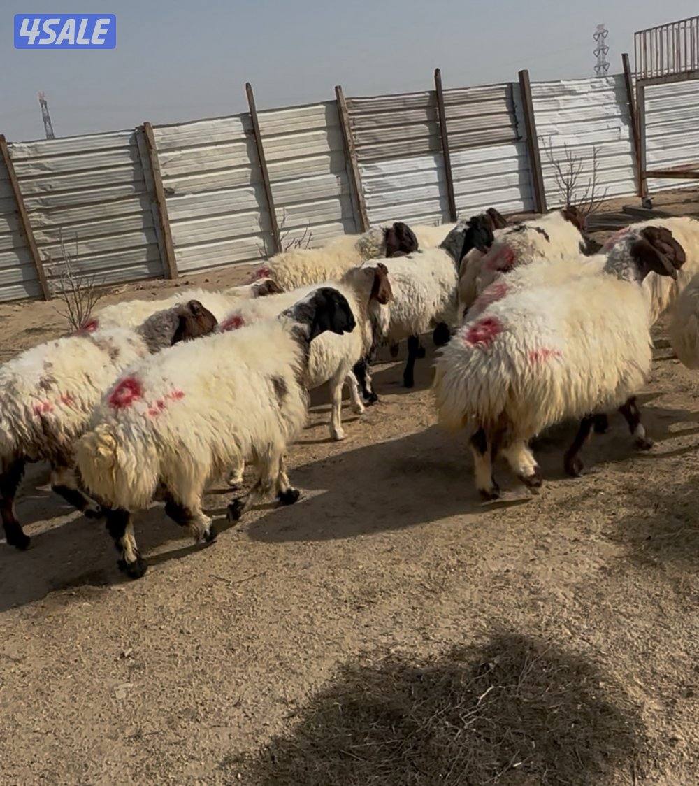 غنم نعيم ١٤ راس كلهم شرط سونار فيهم جذعه وفيهم رباع وفيهم سدس5