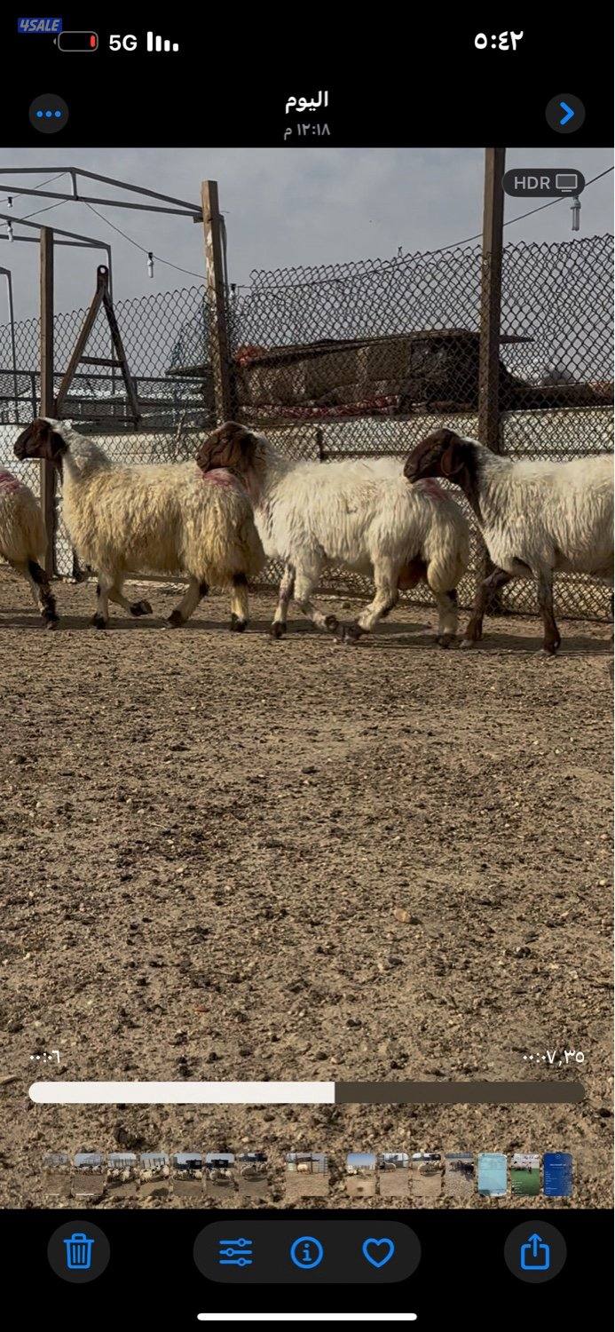 غنم نعيم ١٤ راس كلهم شرط سونار فيهم جذعه وفيهم رباع وفيهم سدس6