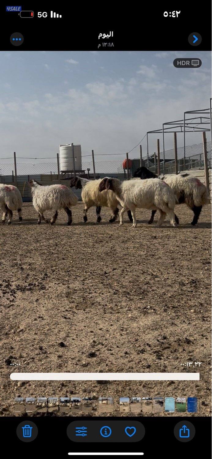 غنم نعيم ١٤ راس كلهم شرط سونار فيهم جذعه وفيهم رباع وفيهم سدس7