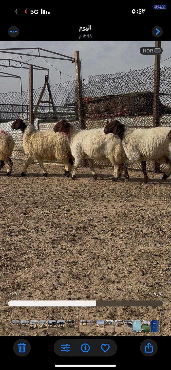 غنم نعيم ١٤ راس كلهم شرط سونار فيهم جذعه وفيهم رباع وفيهم سدس8
