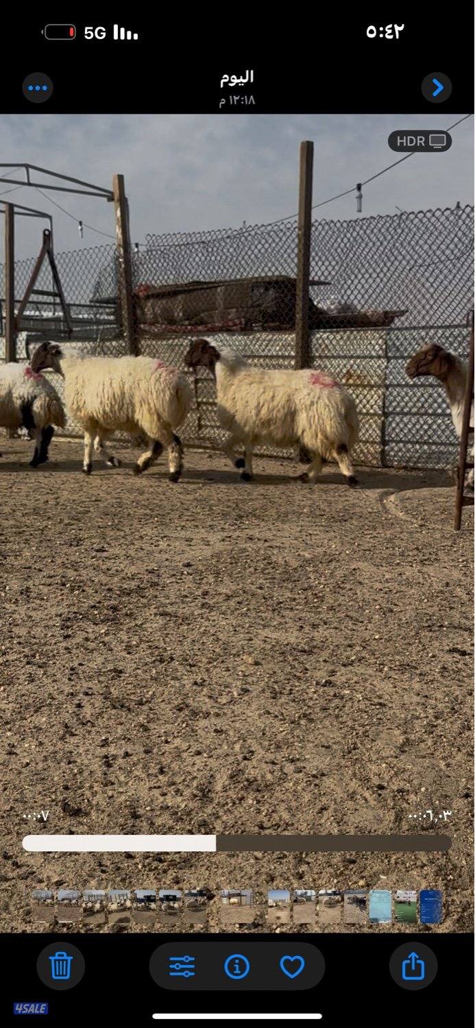 غنم نعيم ١٤ راس كلهم شرط سونار فيهم جذعه وفيهم رباع وفيهم سدس9