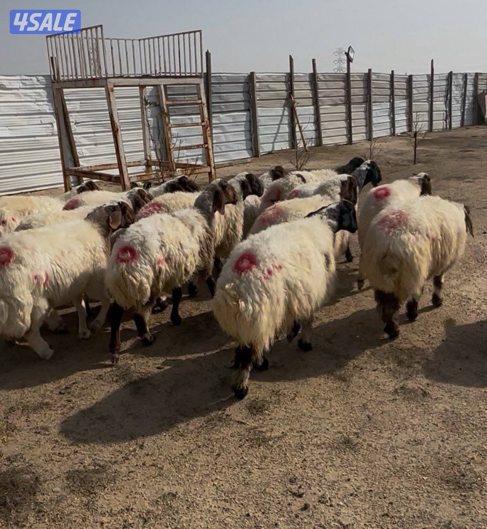 غنم نعيم ١٤ راس كلهم شرط سونار فيهم جذعه وفيهم رباع وفيهم سدس10