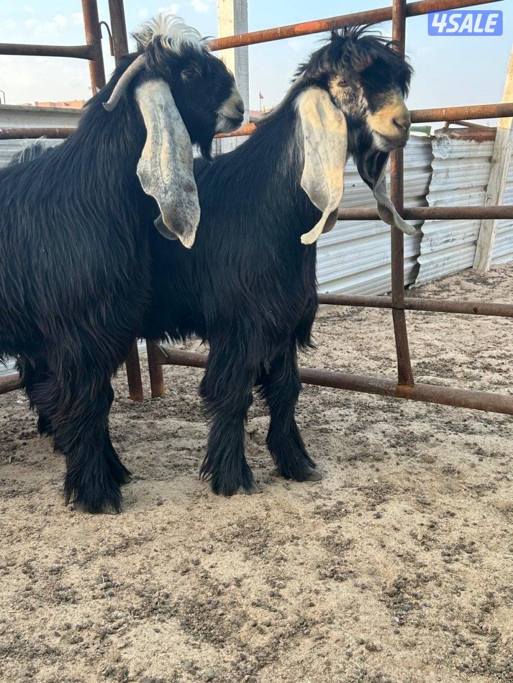 مشروع فحول عوارض مرسسه0