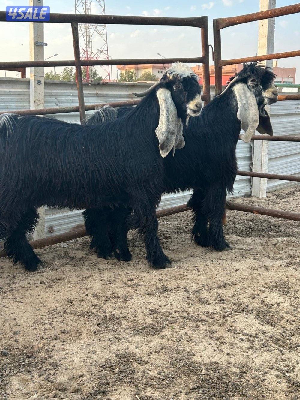 مشروع فحول عوارض مرسسه1