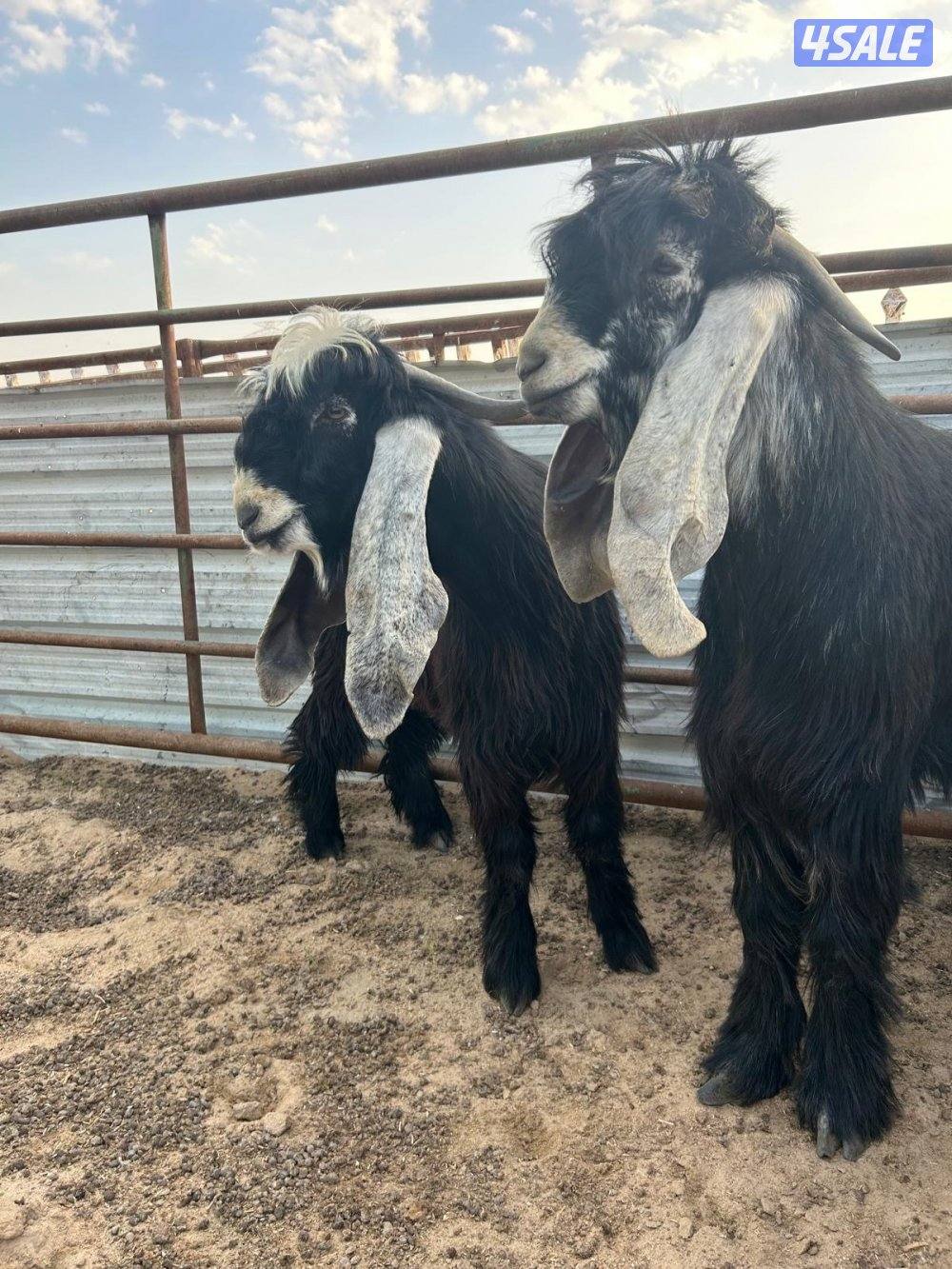 مشروع فحول عوارض مرسسه2