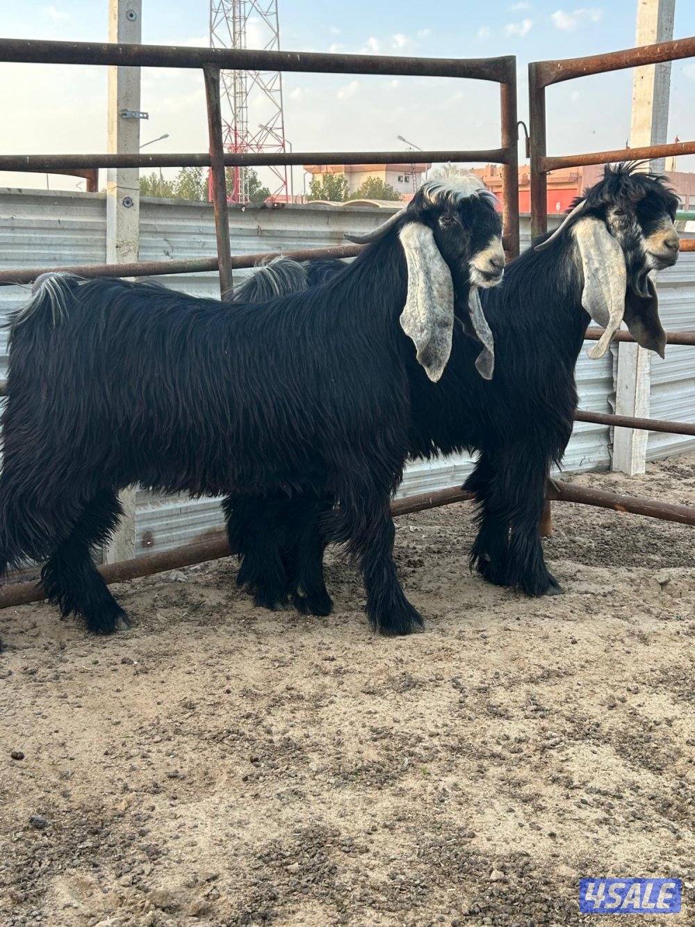 مشروع فحول عوارض مرسسه3