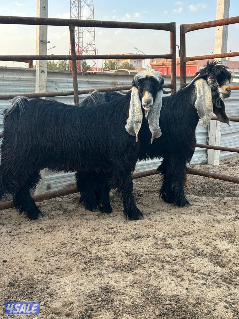 مشروع فحول عوارض مرسسه4