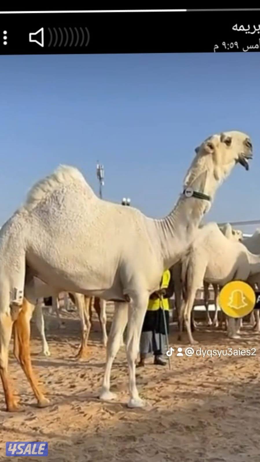 حلاقة أبل مزين خبره0