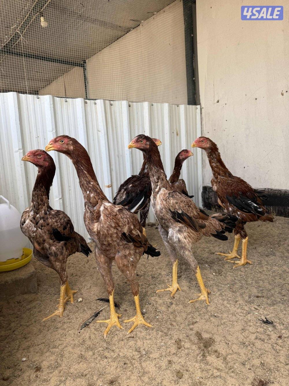 للبيع دجاج هنود مرسوسين وشي طيب0