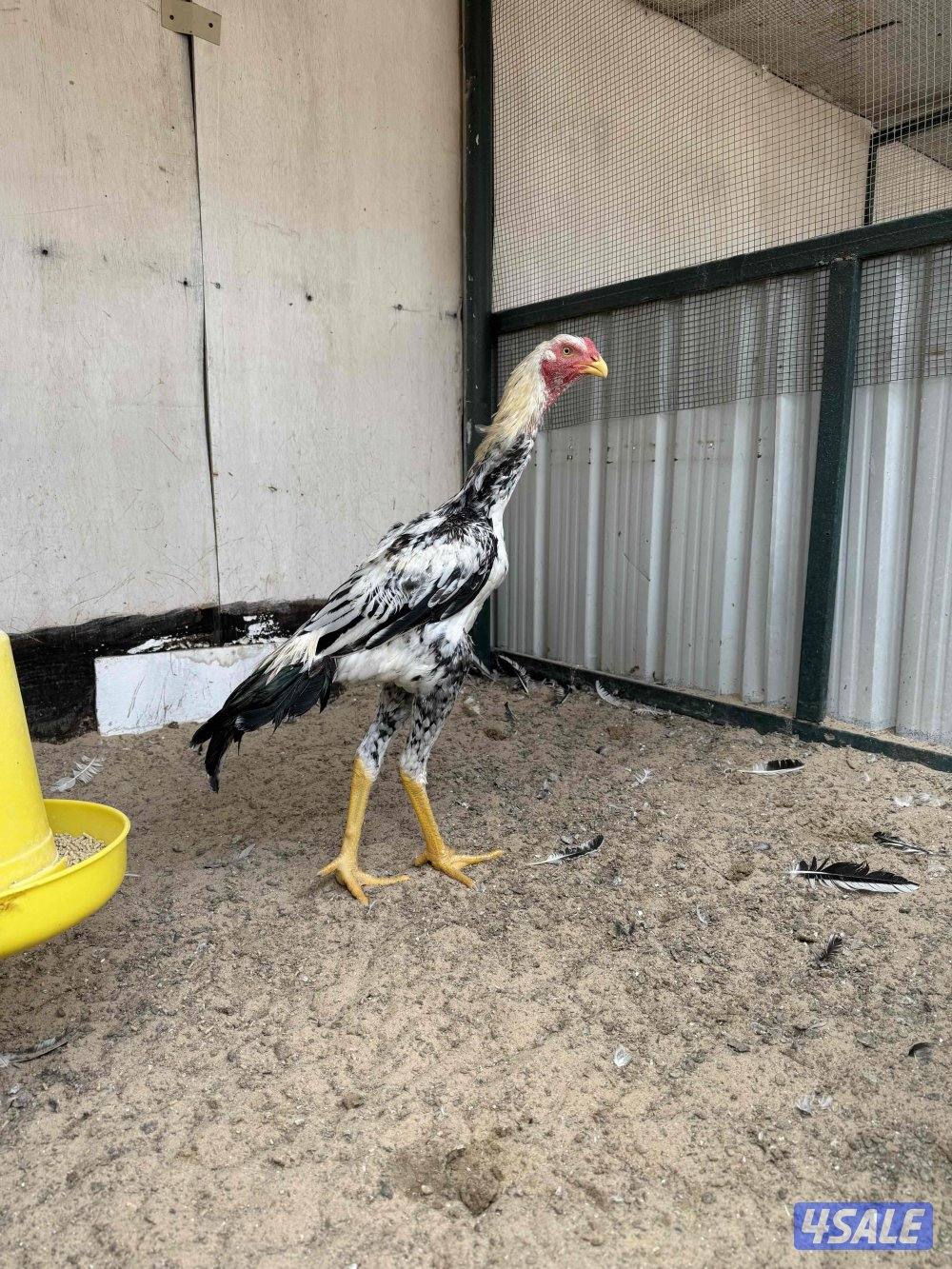 للبيع دجاج هنود مرسوسين وشي طيب1