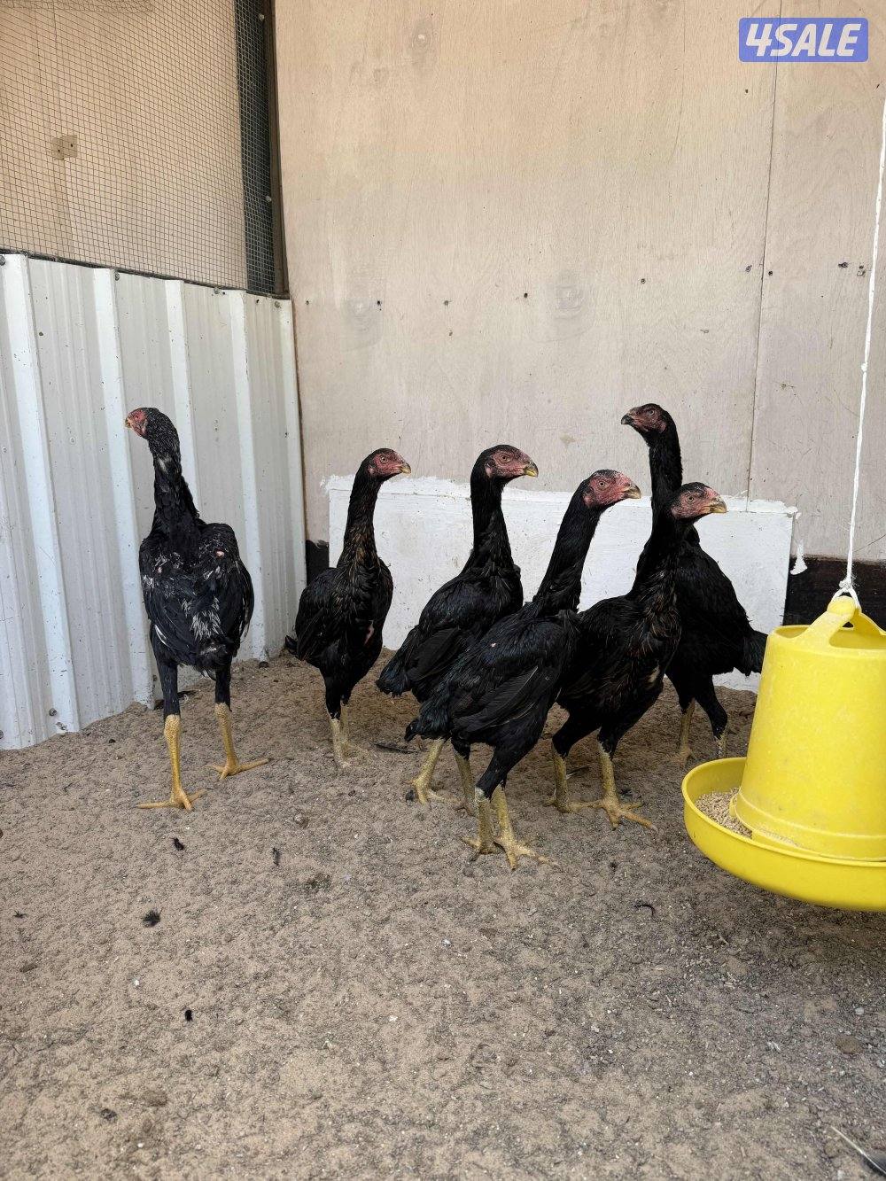 للبيع دجاج هنود مرسوسين وشي طيب2