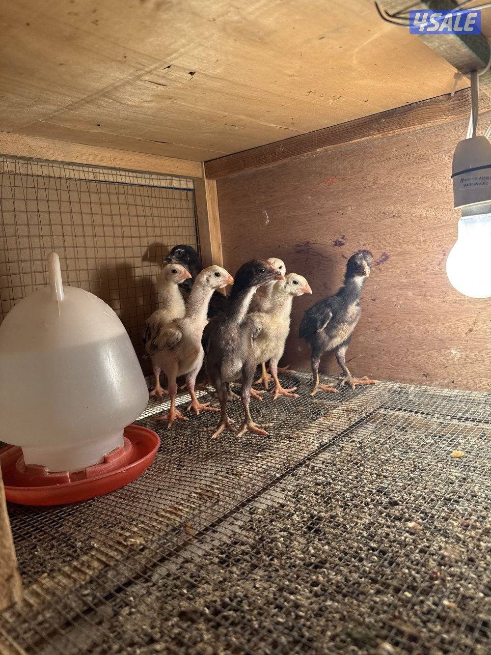 للبيع دجاج هنود مرسوسين وشي طيب3