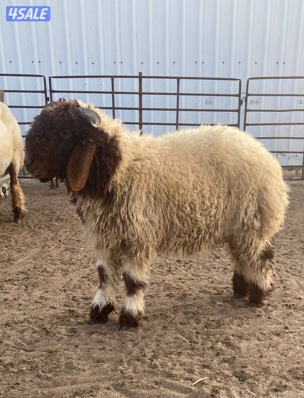 طلي نعيمي العمر4 شهور ونص0