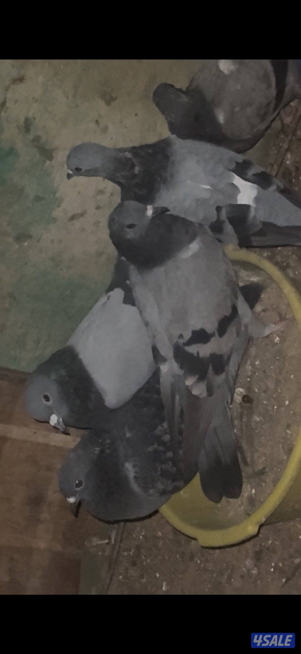 للبيع جبره دحل مومطعمين0