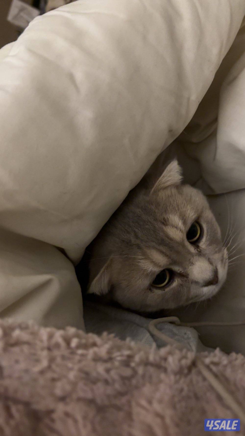 قط ذكر للتبني1