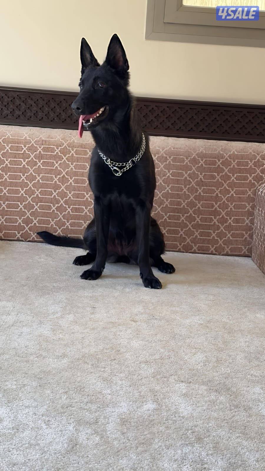 سعد العبدالله0