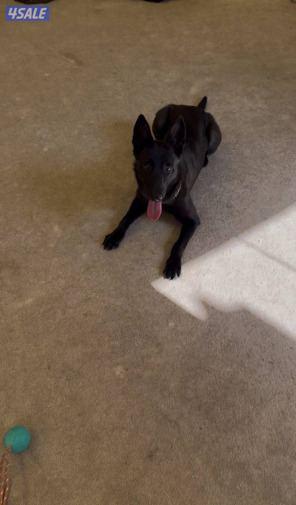 سعد العبدالله1