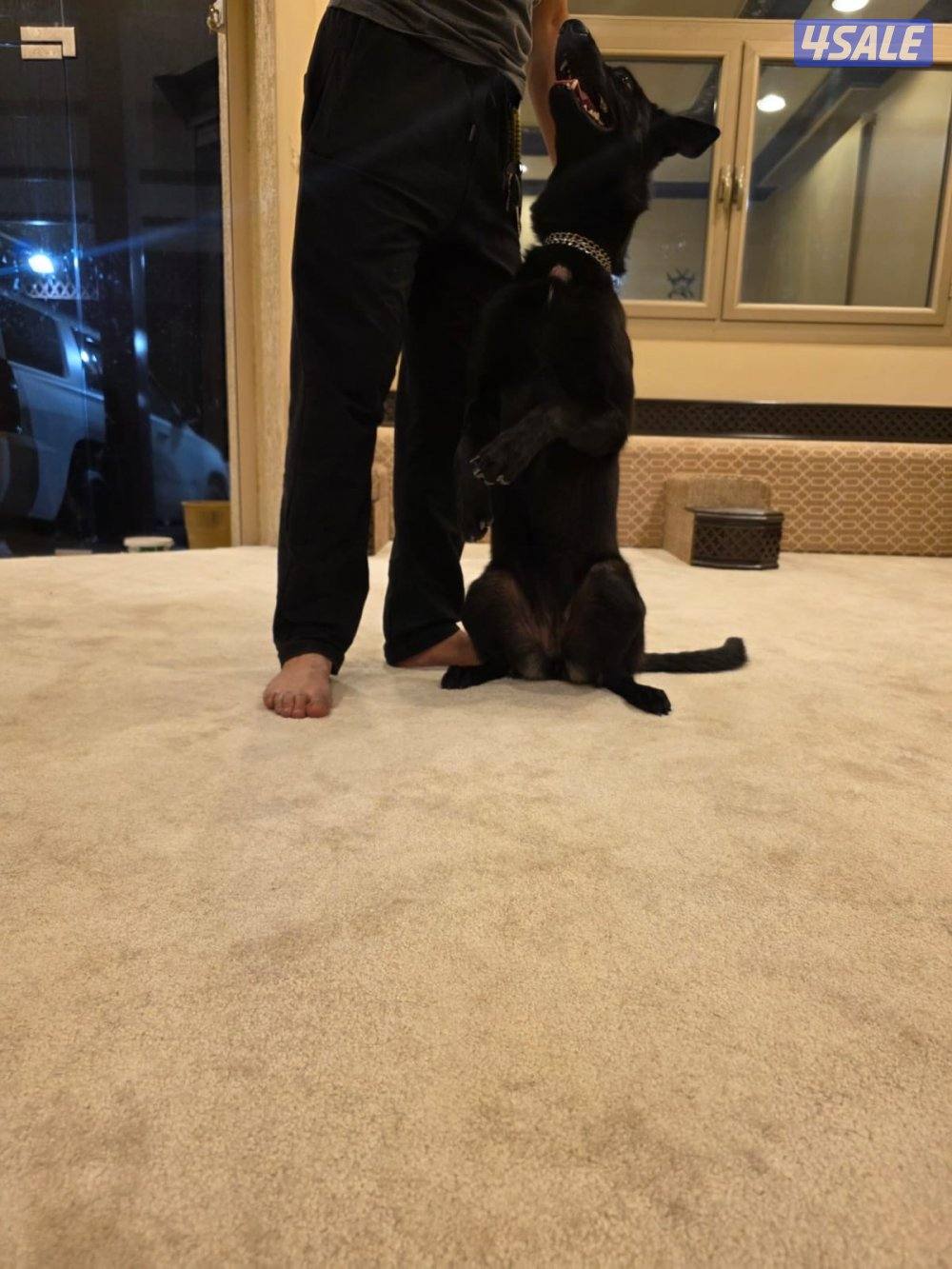 سعد العبدالله2