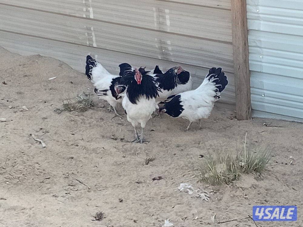 البيع دجاج فايتر العمر شبب0