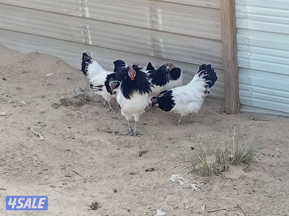 البيع دجاج فايتر العمر شبب1