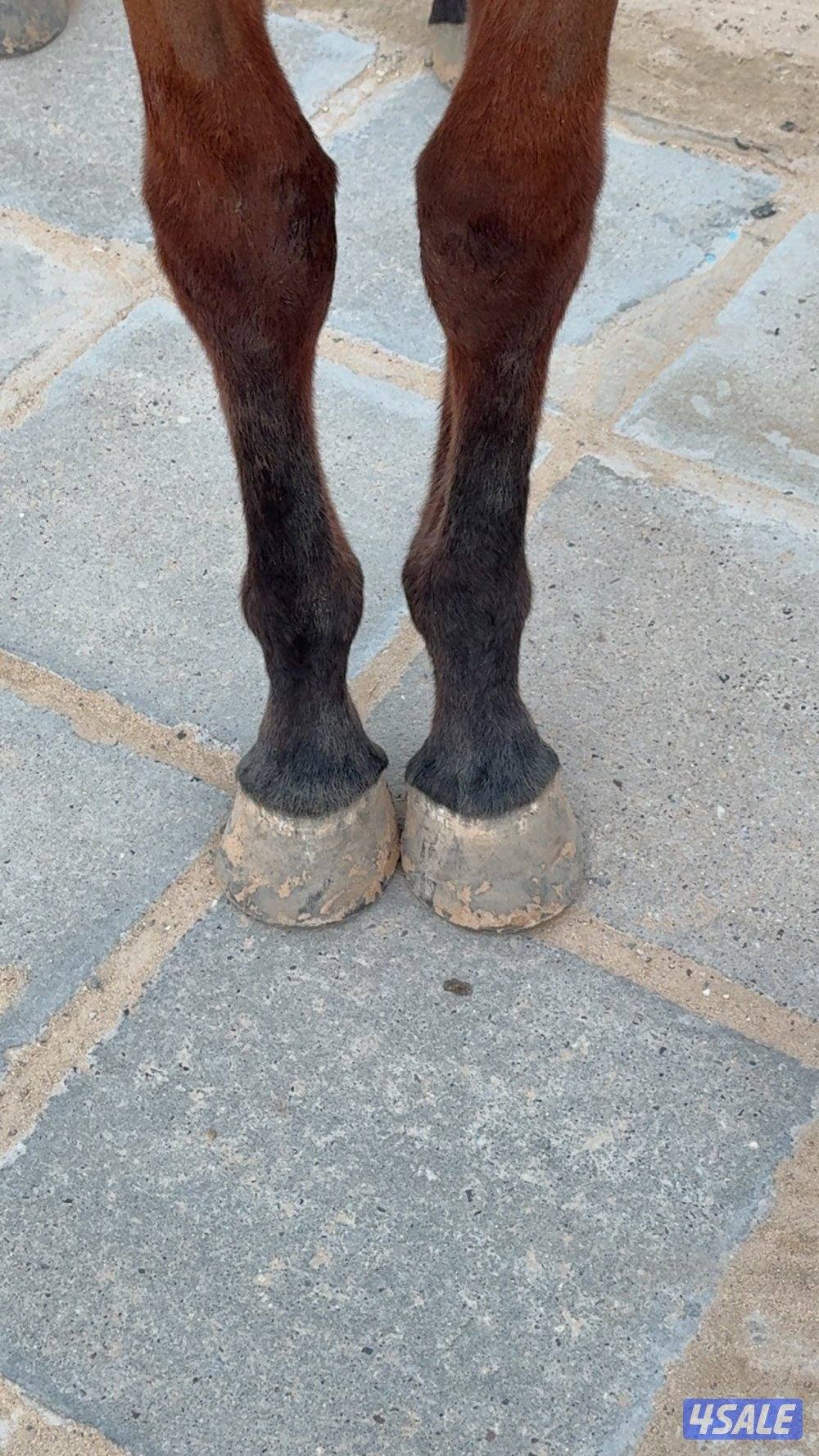 مهره معسوفه2