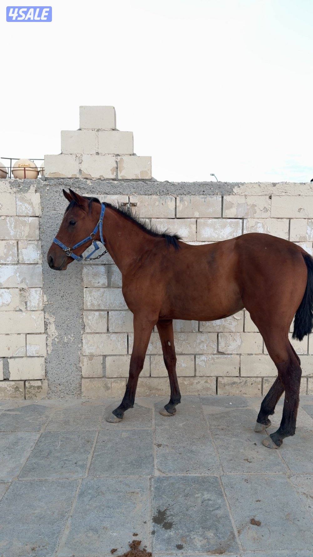 مهره معسوفه1