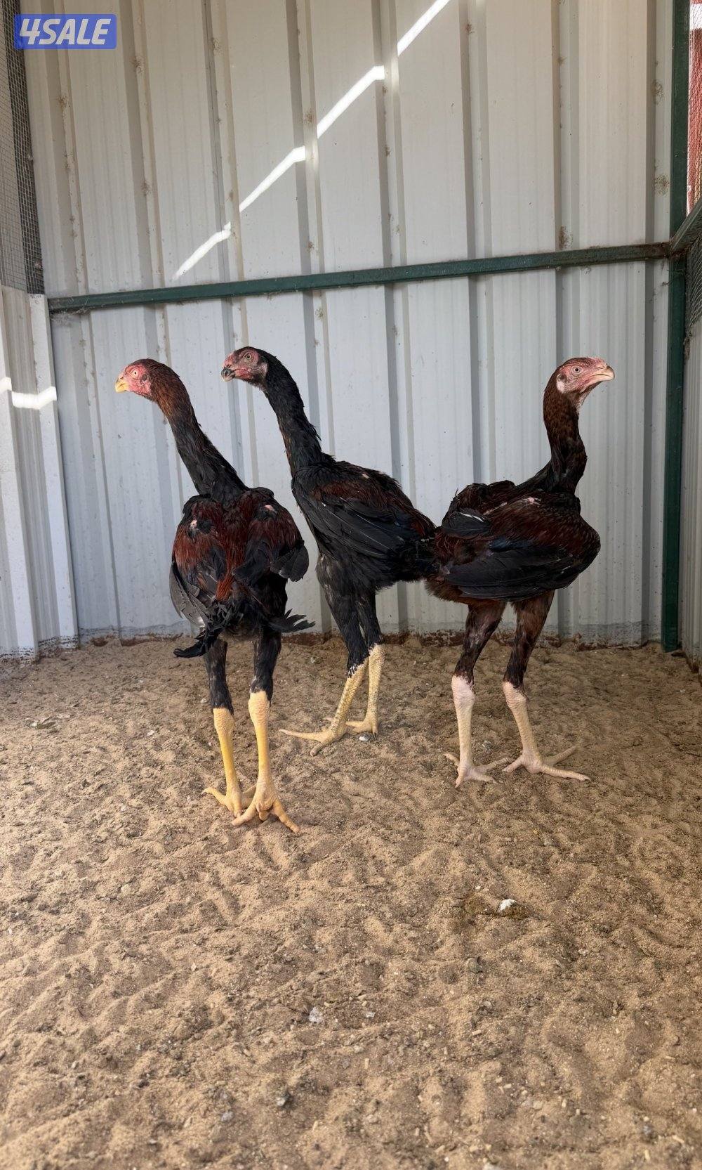 للبيع دجاج هنود مرسوسين وشي طيب4
