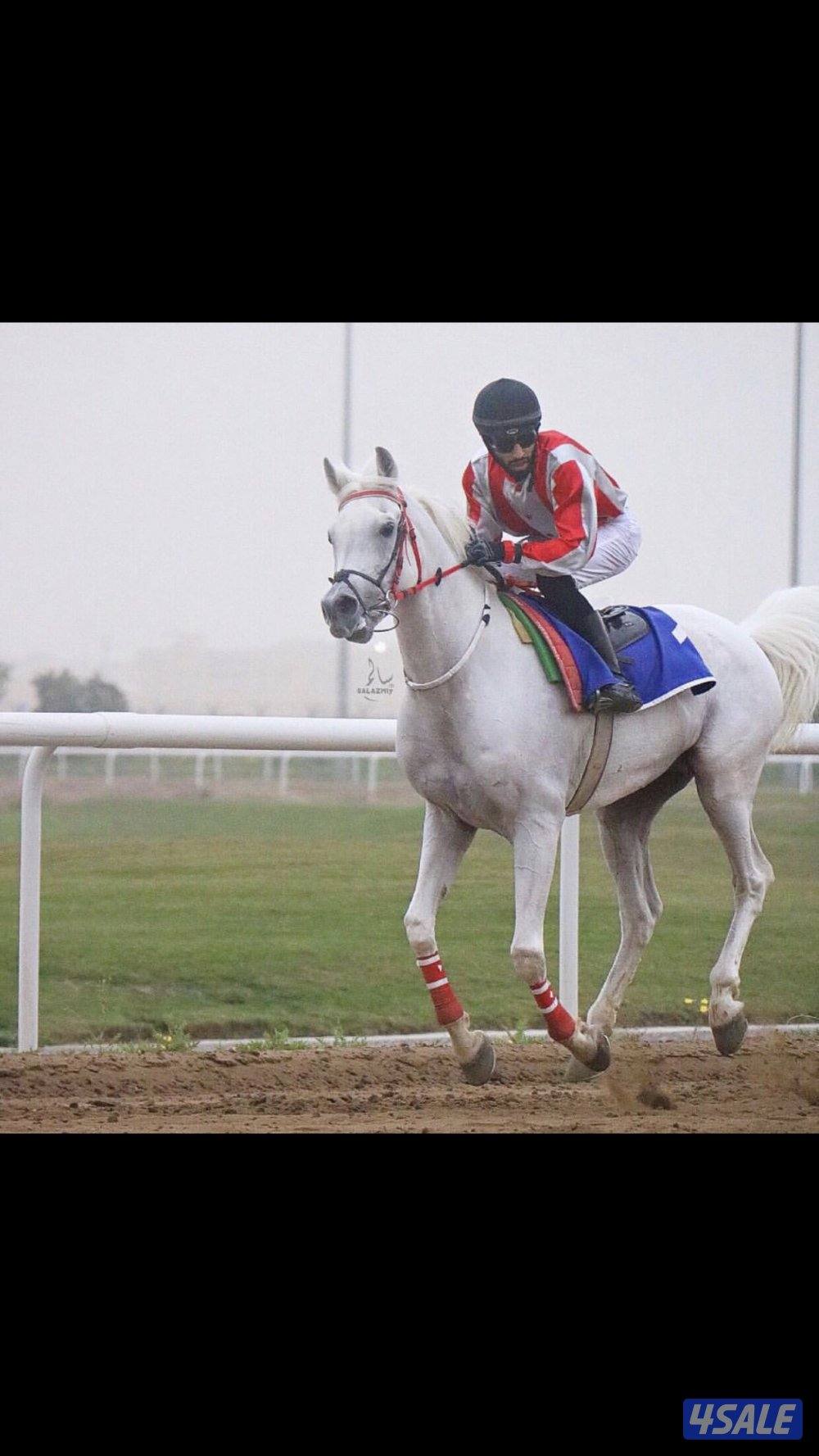 مهر ولد وهج الصافنات0